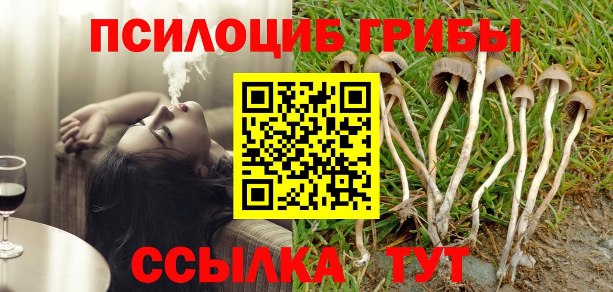 Унеча  Псилоцибиновые грибы Cubensis  Вход с VPN 